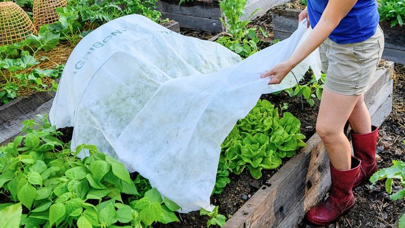 Row covers protect clean seedlings before moths lay eggs