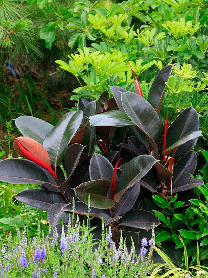 Rubber Plant Rubber Plant