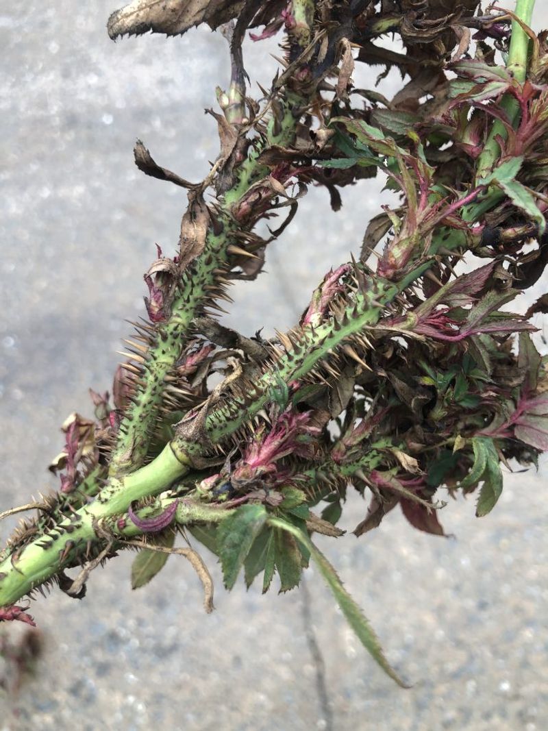 Rule out disease before treating a bloom problem