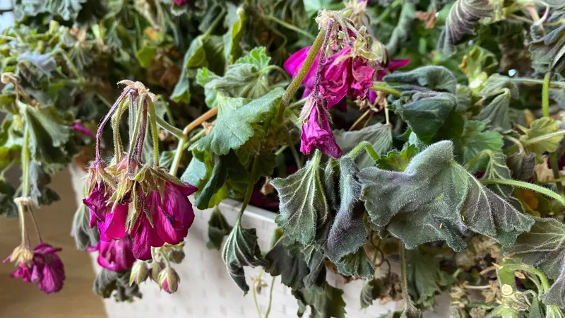 Rule out heat, disease, and cultivar differences