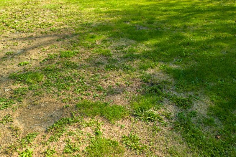 Rule out seed quality and recurring site problems