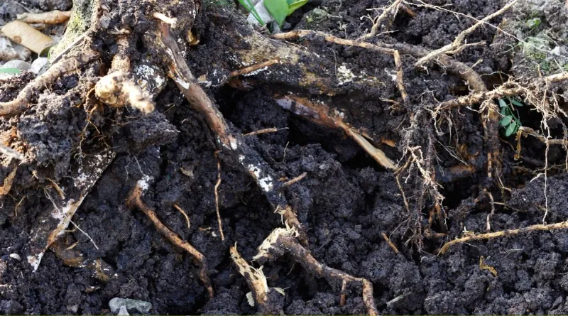 Rule out wet roots, weak light, and excess nitrogen Rule out wet roots, weak light, and excess nitrogen