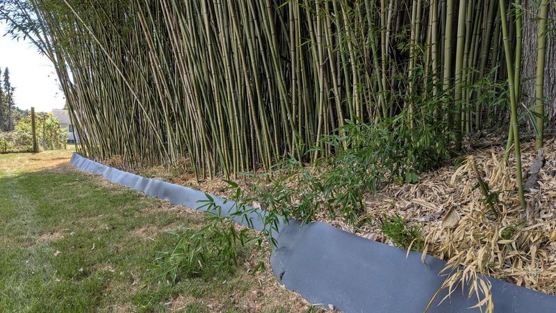 Running Bamboo