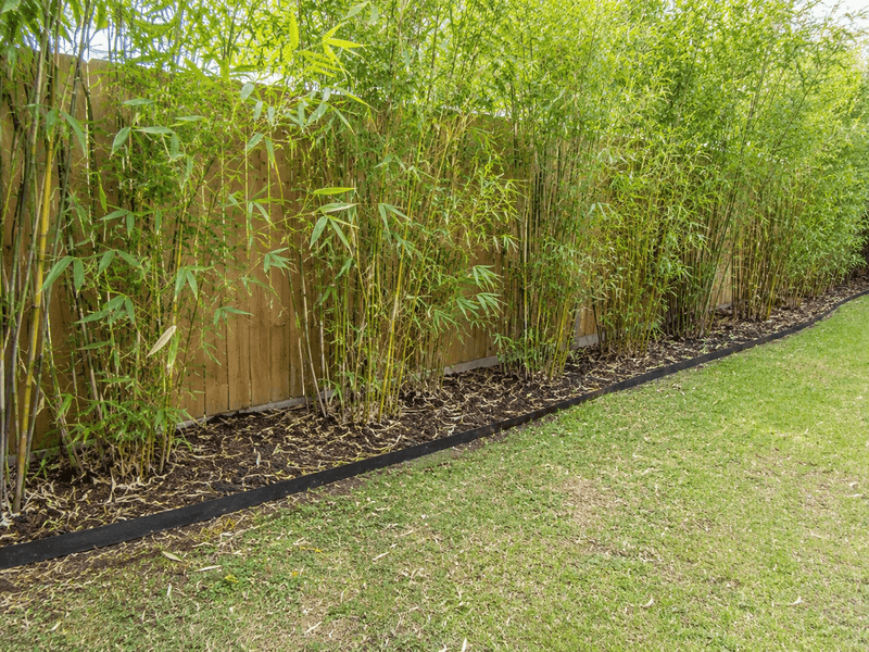 Running bamboo can cross property lines before anyone notices