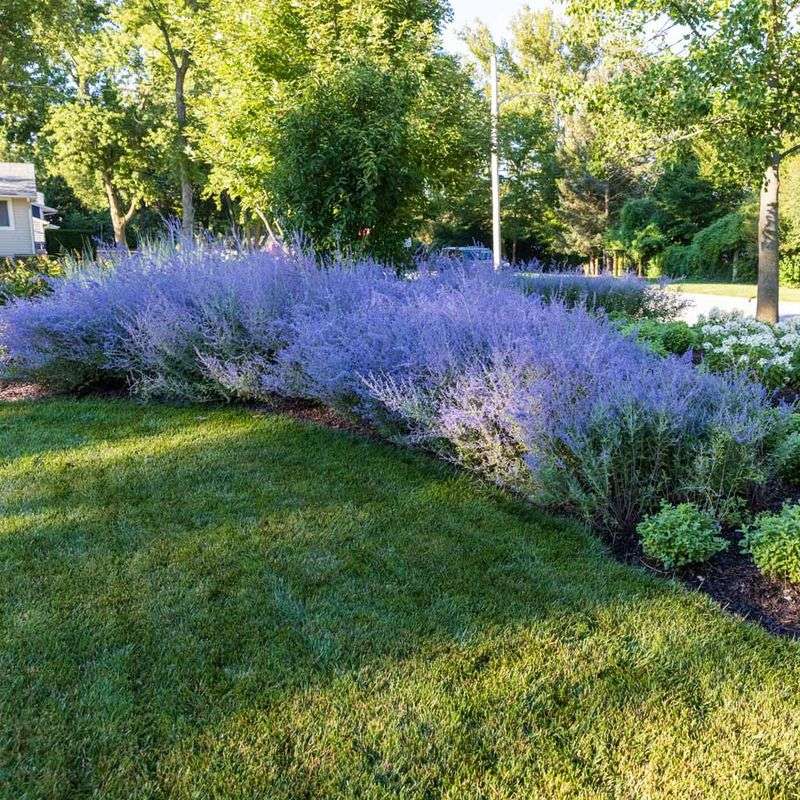 Russian Sage (Perovskia)