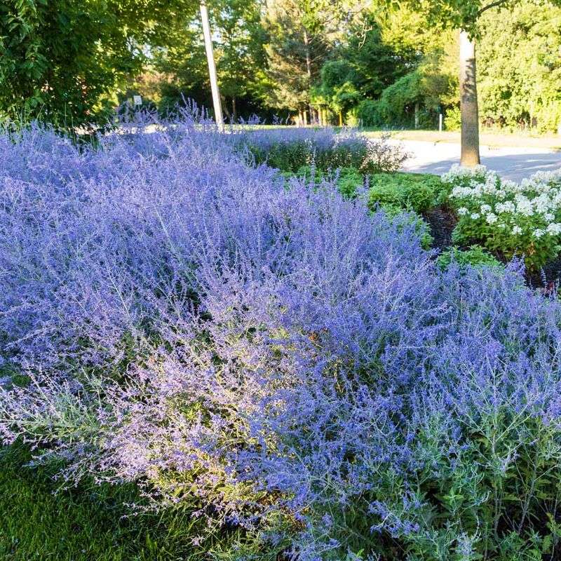 Russian Sage (Perovskia)