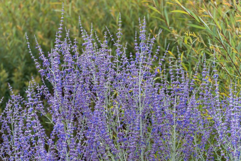 Russian Sage