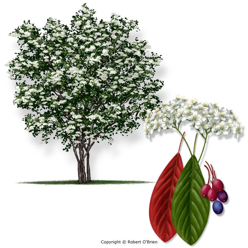 Rusty Blackhaw Viburnum