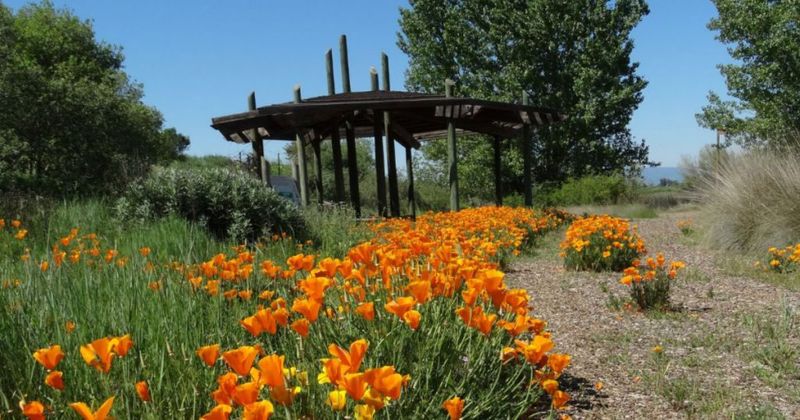 Sacramento Valley Conservancy Native Demonstration Gardens