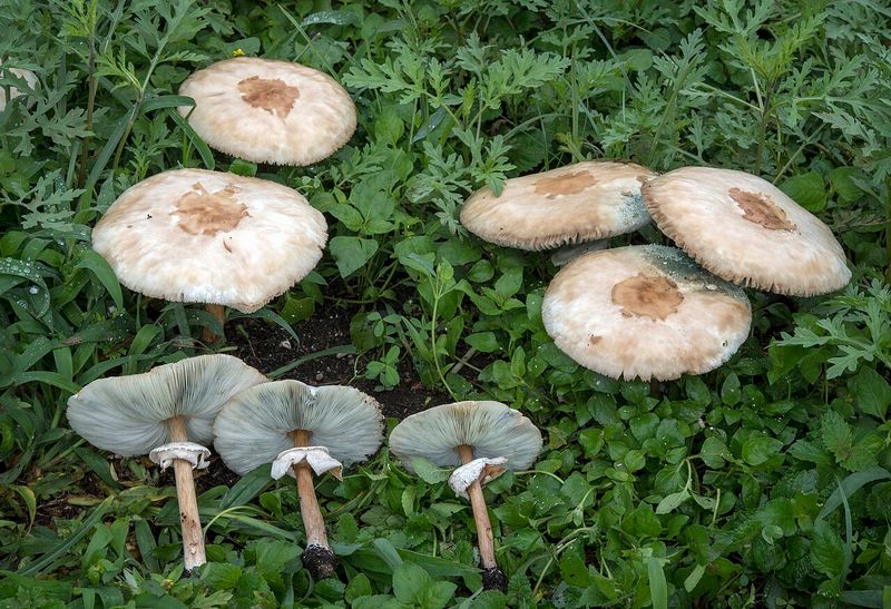 Safety comes before mushroom identification Safety comes before mushroom identification