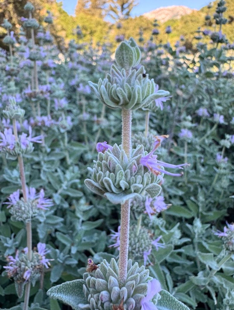 Sage (Salvia species)