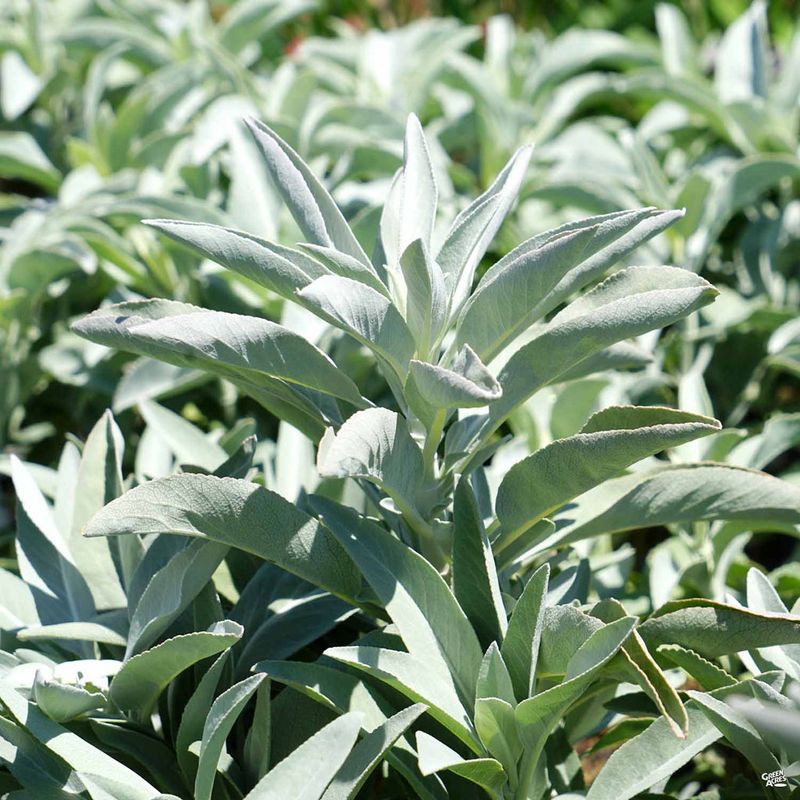 Sage