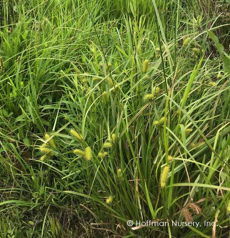Sallow sedge fits a wet site when you manage the water first