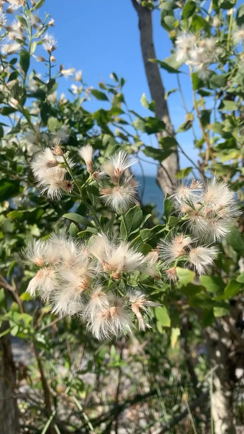 Saltbush Saltbush