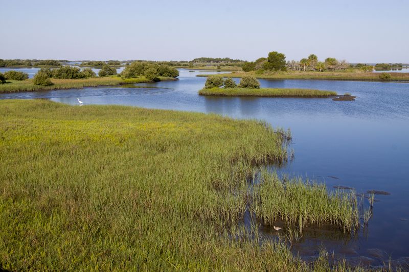Saltmarsh Cordgrass