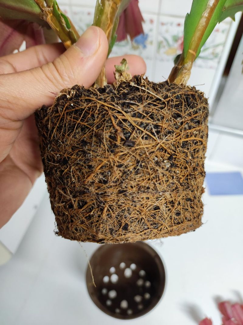 Salvage healthy growth when roots have failed Salvage healthy growth when roots have failed