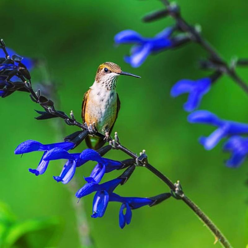Salvia