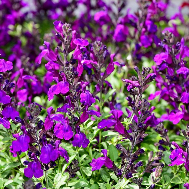 Salvia (Autumn Sage and California Natives)