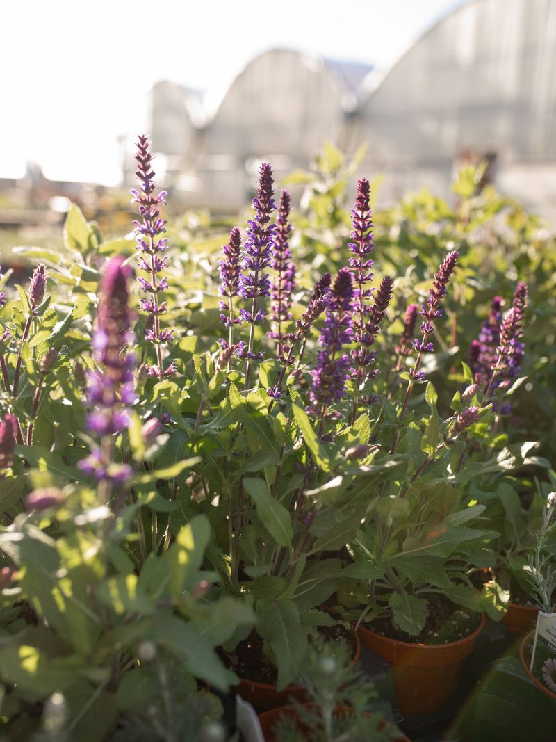 Salvia (Perennial Sage)