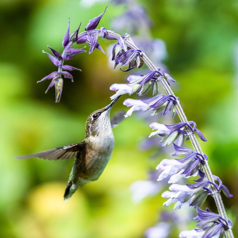 Salvia (Perennial Sage)