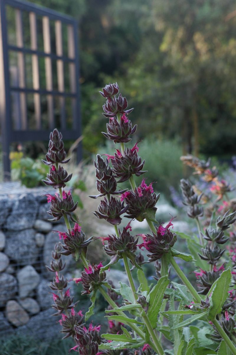 Salvia (Sages)