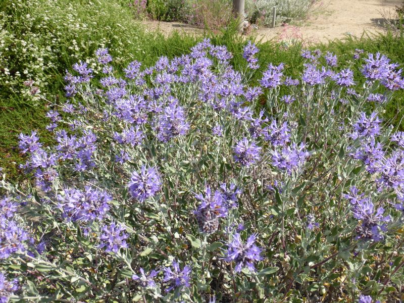 Salvia clevelandii