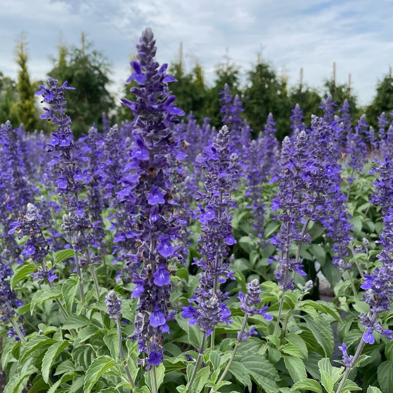 Salvia