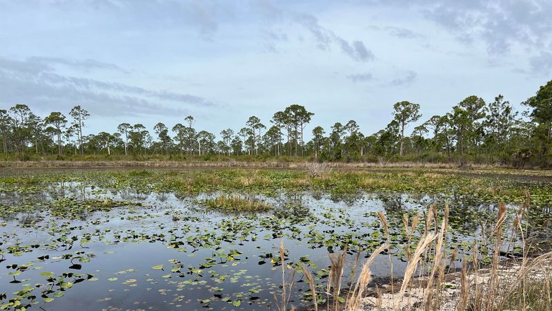 Sand Cordgrass