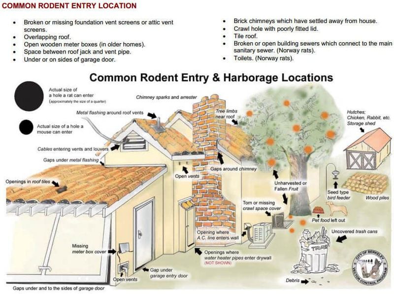 Sanitation and exclusion determine whether rodents reach the house