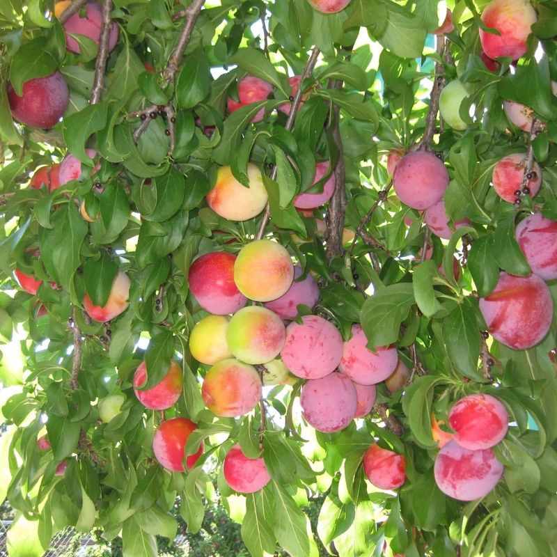 Santa Rosa Plum Santa Rosa Plum