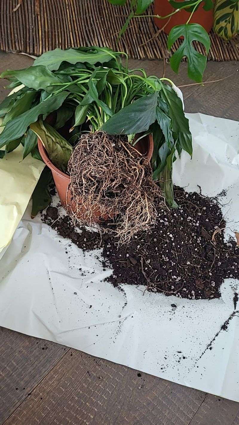 Saturated soil can damage roots before leaves turn black