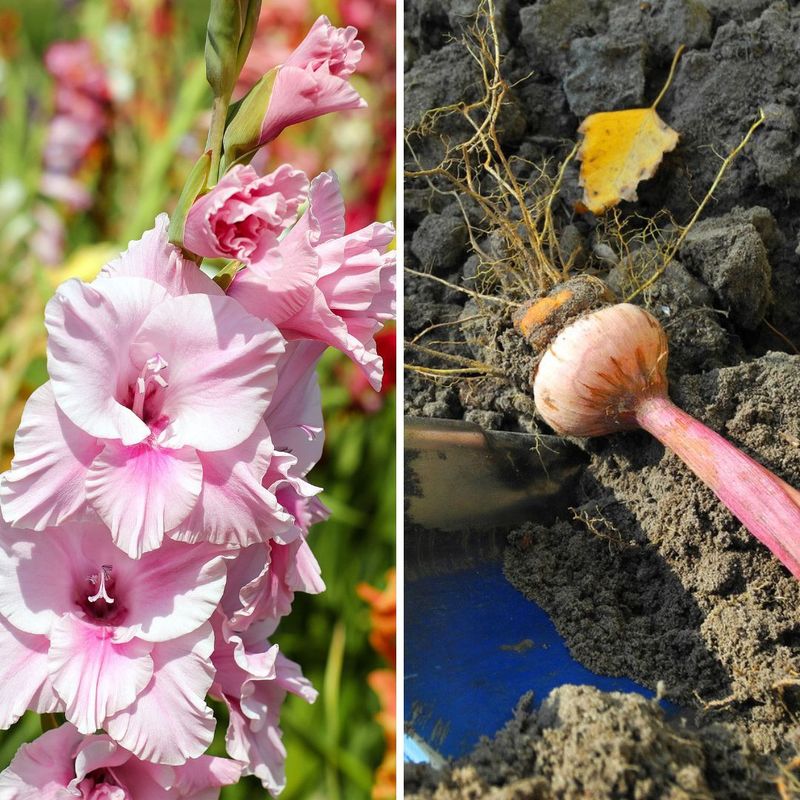 Save the best corms for next summer’s display