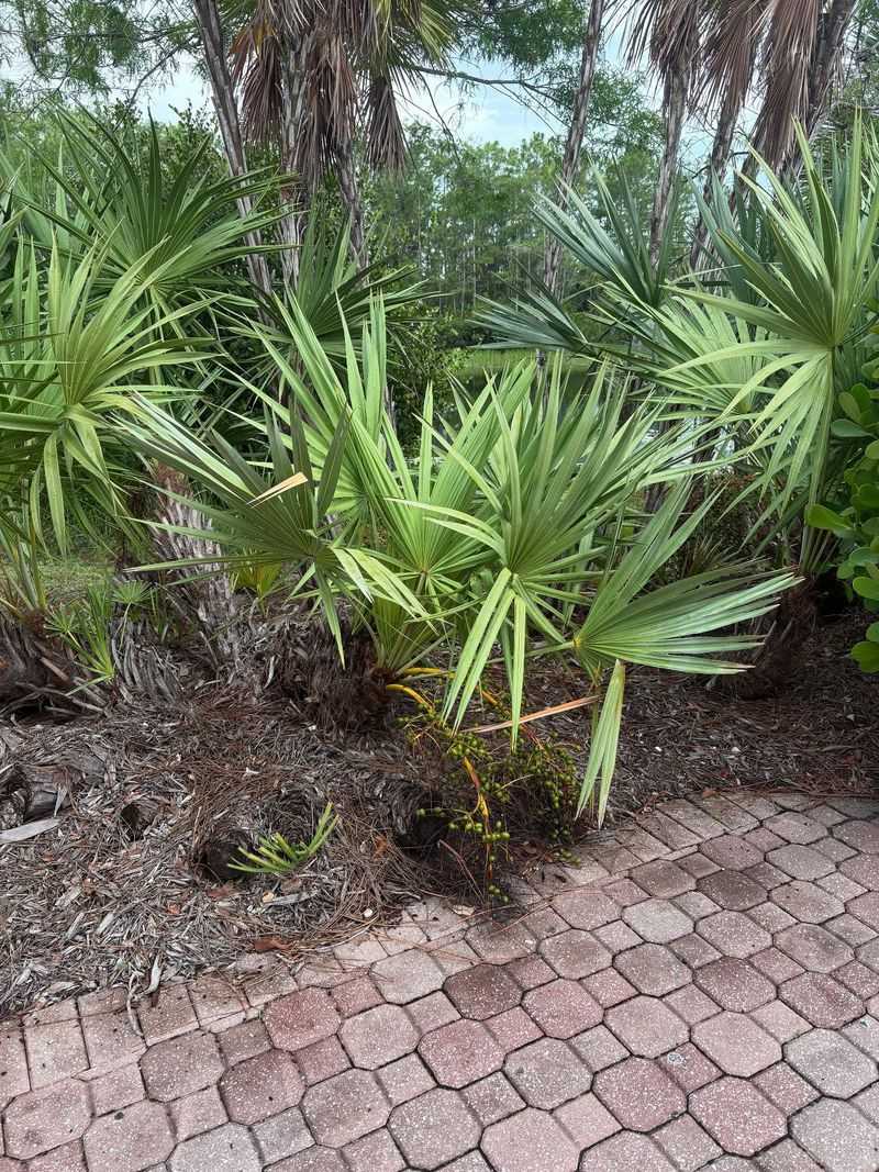 Saw Palmetto