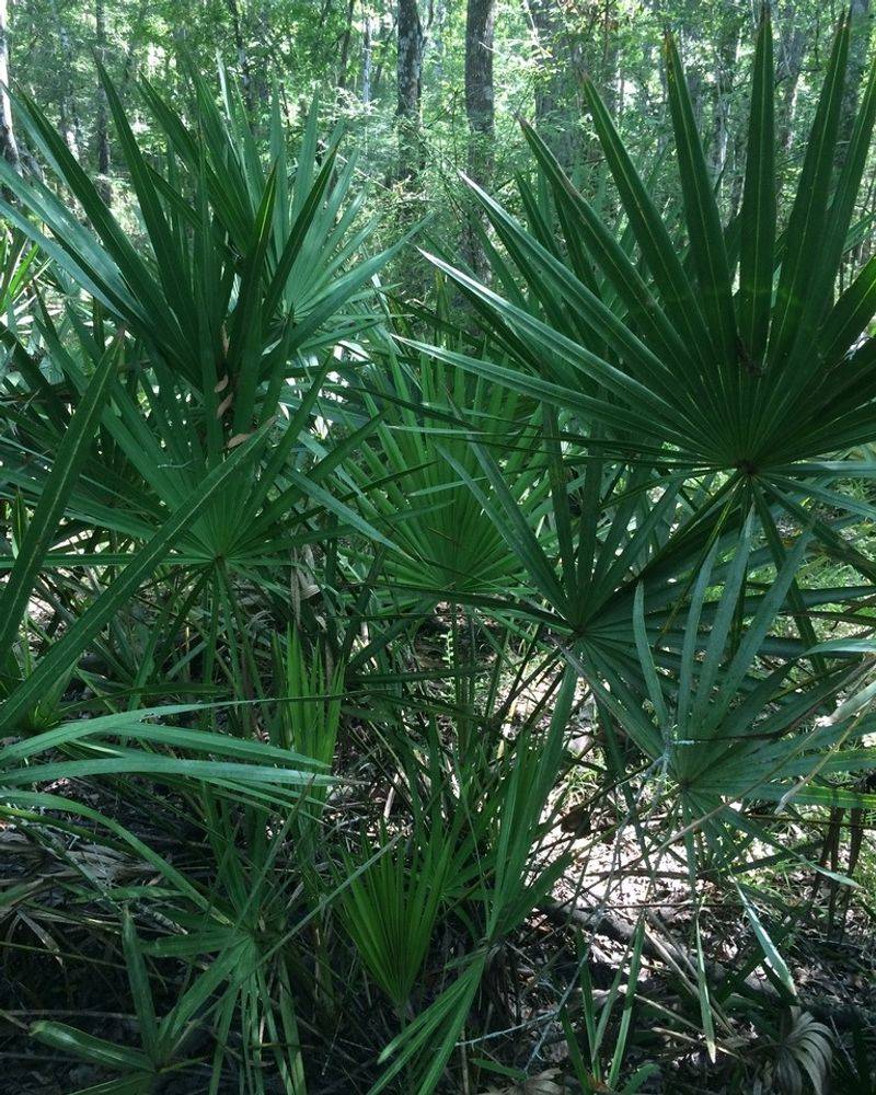 Saw Palmetto