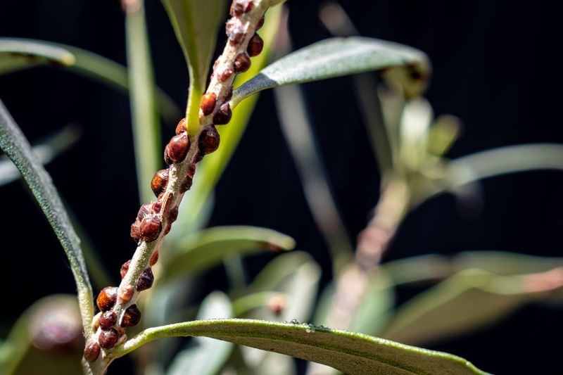 Scale Insects