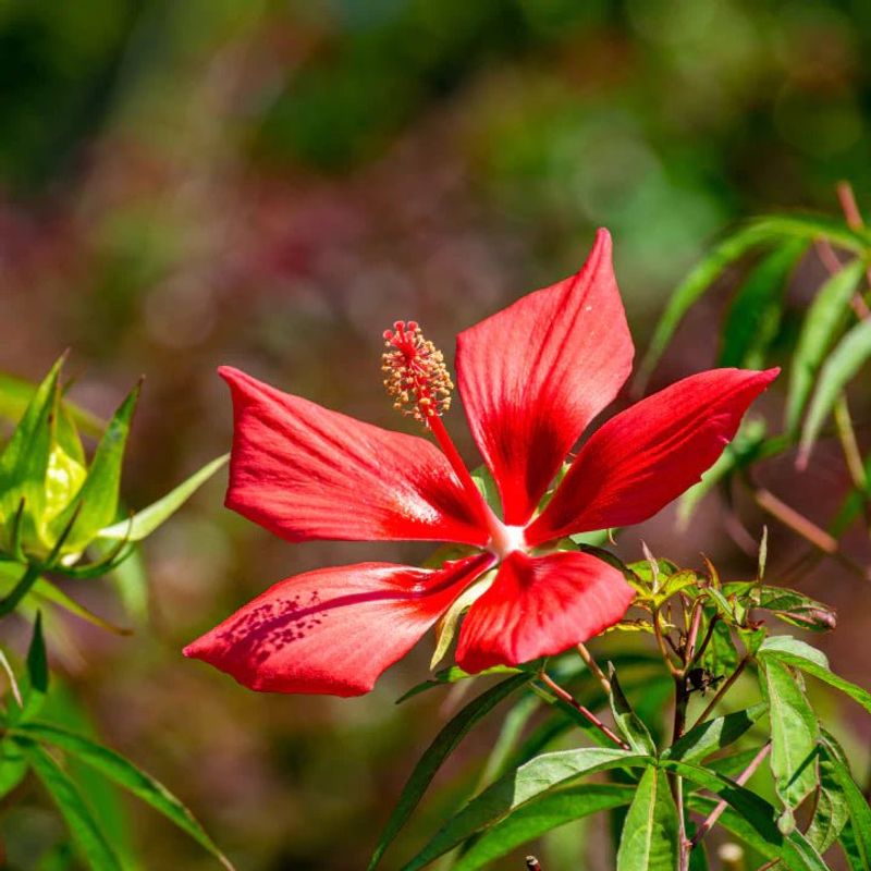 Scarlet Hibiscus