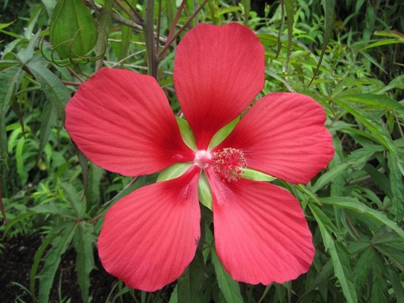 Scarlet Hibiscus