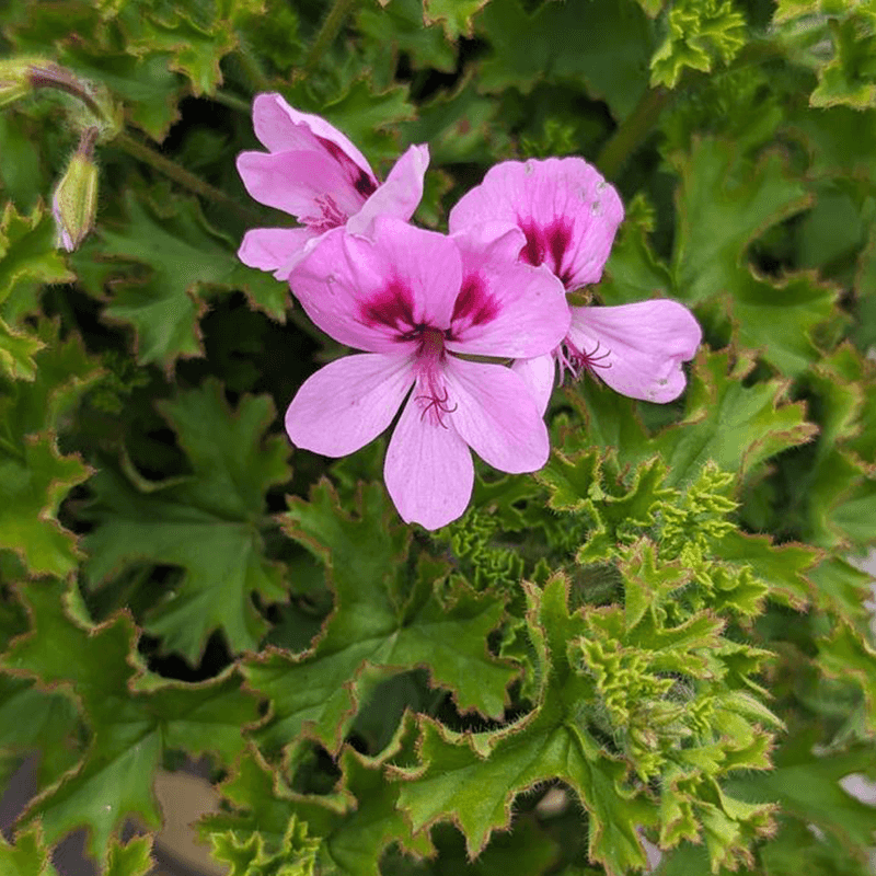 Scented Geraniums
