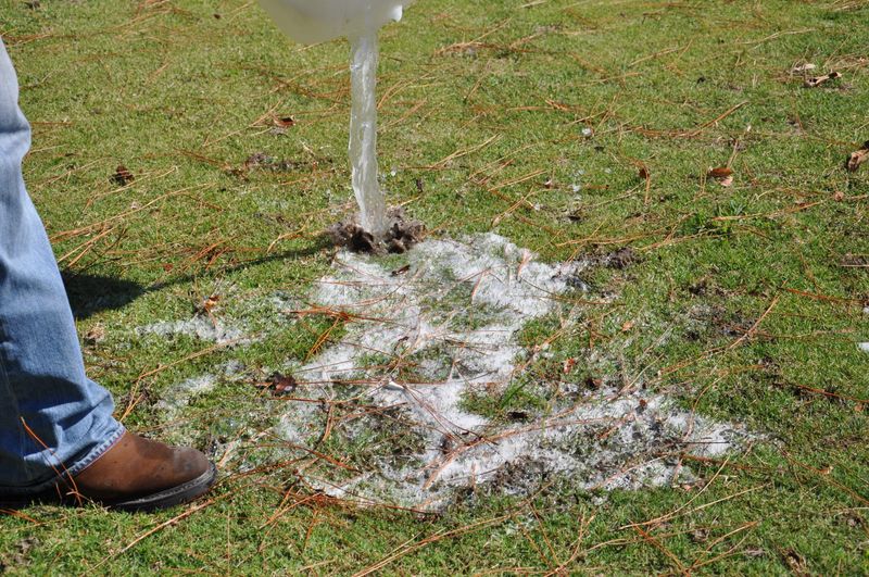 Scout for mole crickets before applying treatment