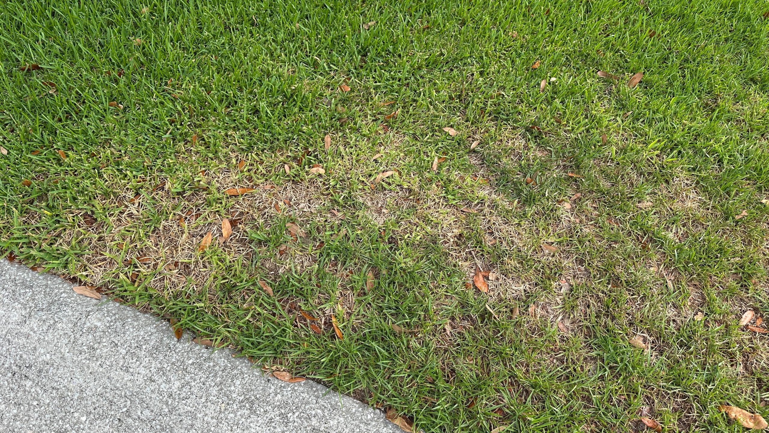 Scout the boundary between healthy and damaged turf