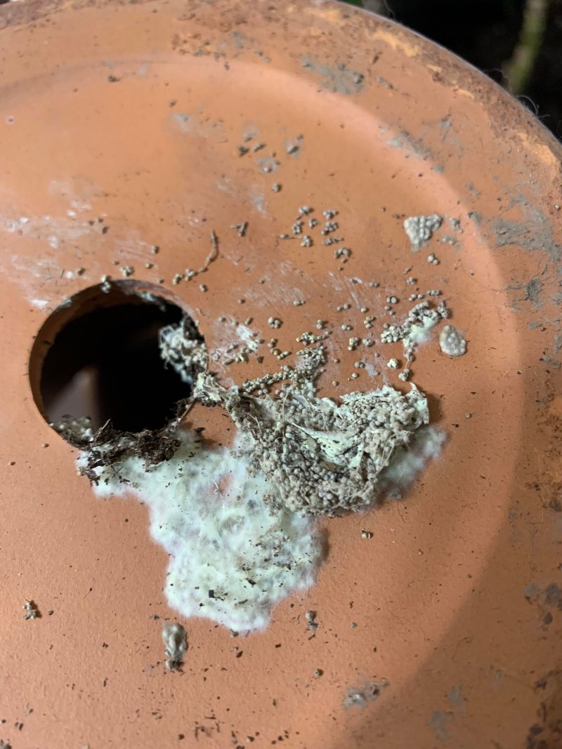 Scrape the Rim and Drainage Holes for Hidden Eggs