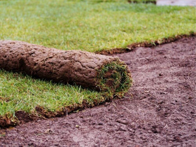 Screen the site before choosing buffalo grass Screen the site before choosing buffalo grass