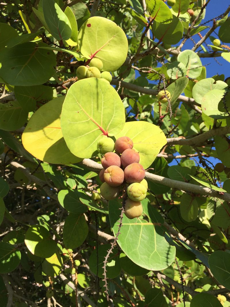 Sea Grape