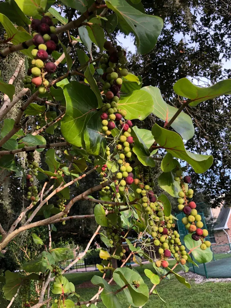 Sea Grape