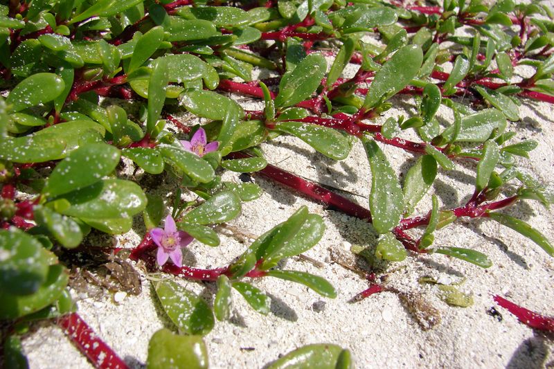 Sea Purslane