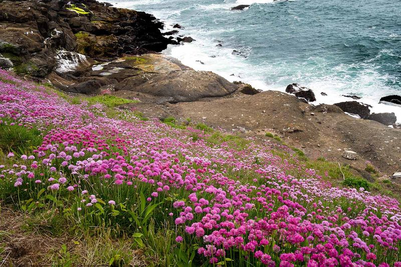 Sea Thrift (Armeria maritima)