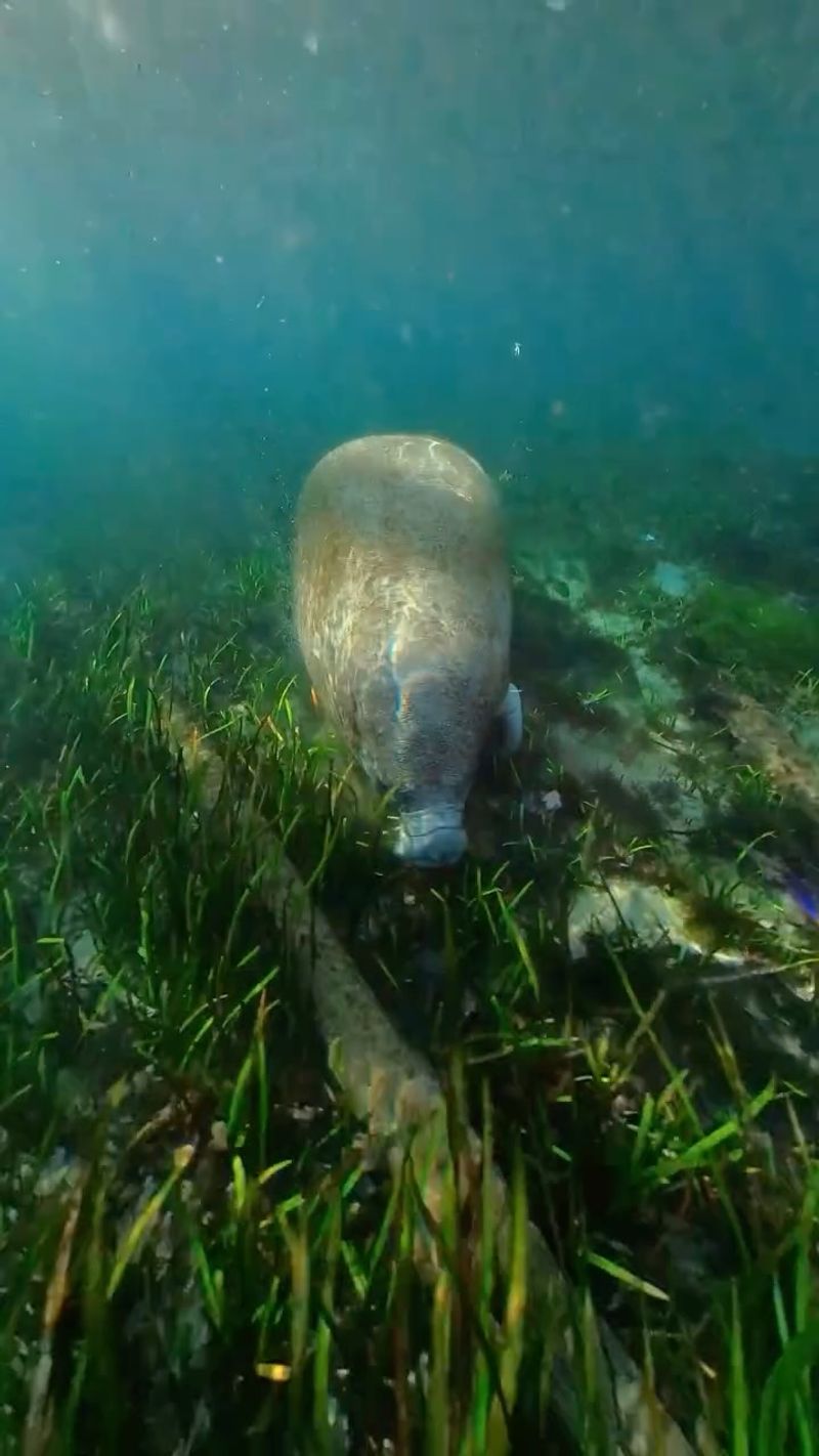 Seagrass Beds or Aquatic Plants Nearby