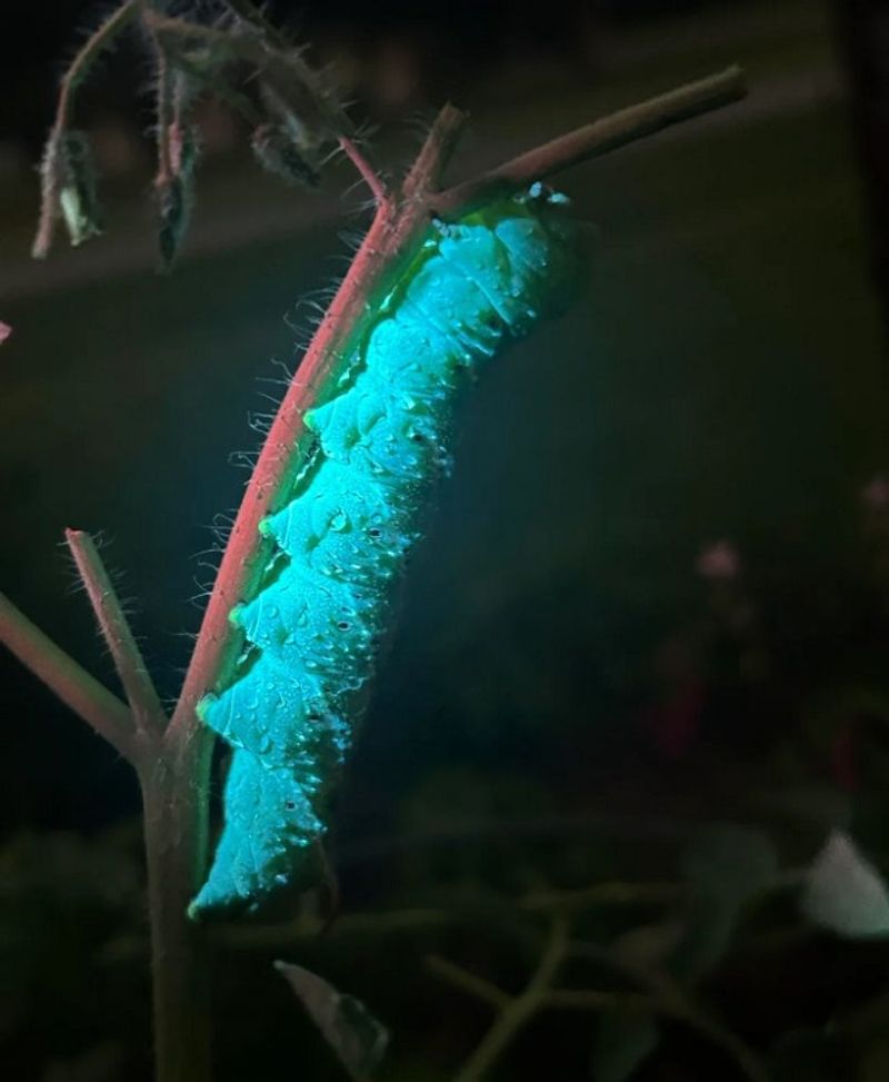 Search after dark and remove visible larvae