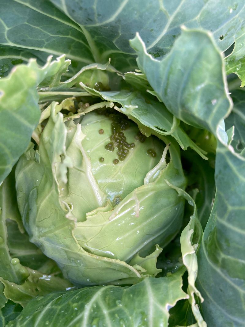 Search the plant’s concealed spaces before choosing a treatment