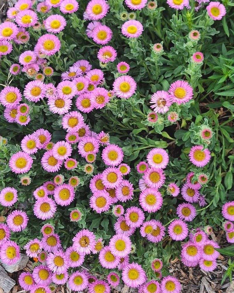 Seaside Daisy